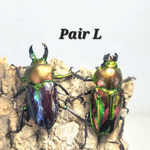 Load image into Gallery viewer, Rainbow Stag Beetle Imago (Multiple In This Listing)