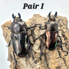 Load image into Gallery viewer, Rainbow Stag Beetle Imago (Multiple In This Listing)
