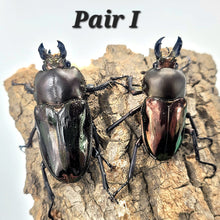 Load image into Gallery viewer, Rainbow Stag Beetle Imago (Multiple In This Listing)
