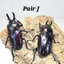 Load image into Gallery viewer, Rainbow Stag Beetle Imago (Multiple In This Listing)