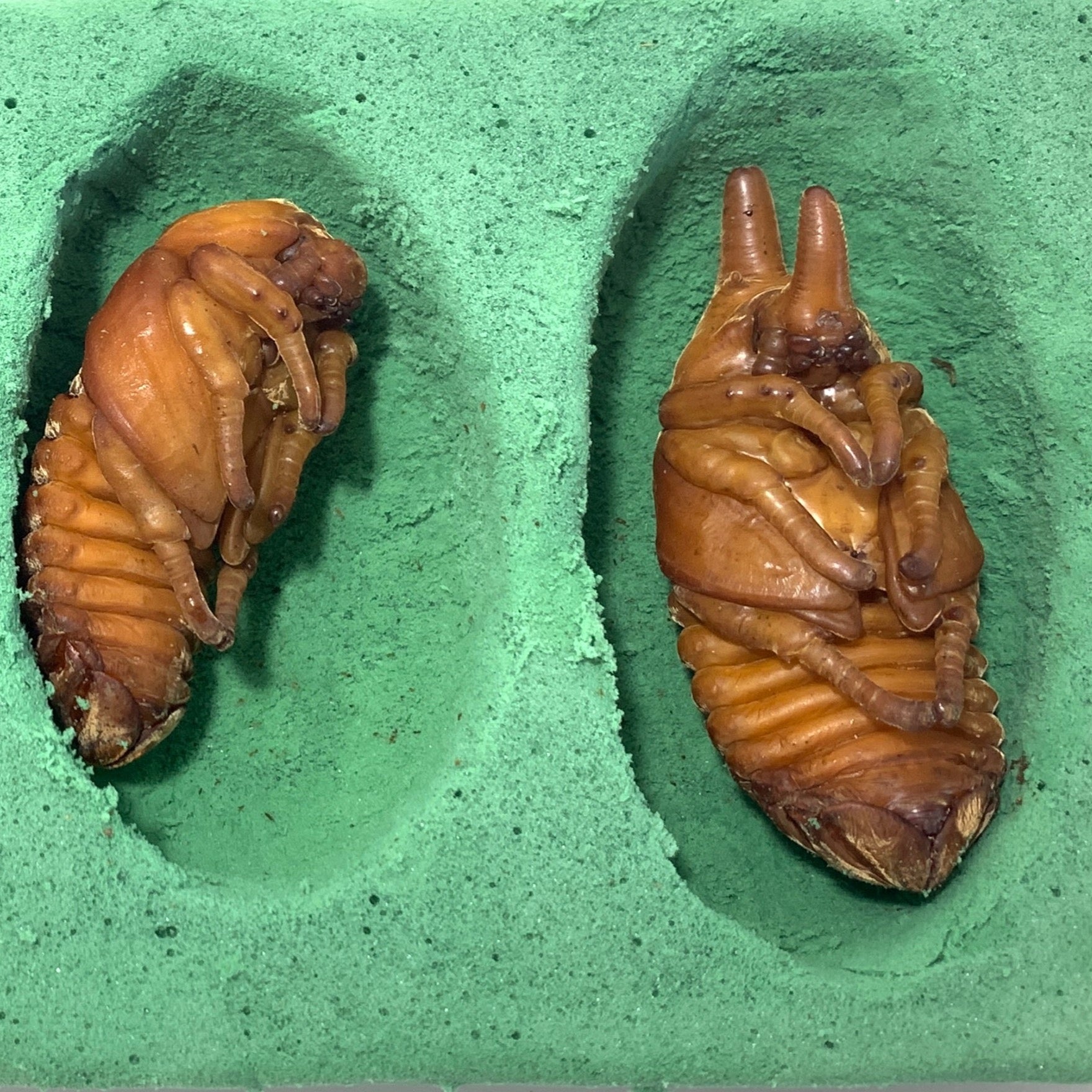 Kinshi for Sale | Buy Kinshi Online – JamJam Exotic