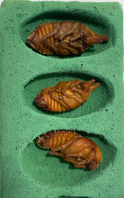 Load image into Gallery viewer, JamJam Exotic