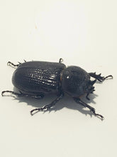 Load image into Gallery viewer, Hemiphilerus illutatus Beetle Larvae