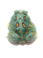 Load image into Gallery viewer, Super Blue (Samurai Blue) Pacman Frog