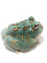 Load image into Gallery viewer, Super Blue (Samurai Blue) Pacman Frog