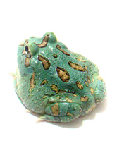 Load image into Gallery viewer, Super Blue (Samurai Blue) Pacman Frog