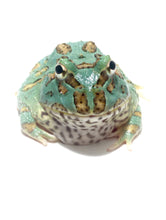 Load image into Gallery viewer, Super Blue (Samurai Blue) Pacman Frog