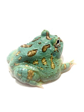 Load image into Gallery viewer, Super Blue (Samurai Blue) Pacman Frog