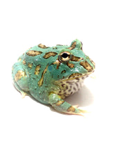 Load image into Gallery viewer, Super Blue (Samurai Blue) Pacman Frog