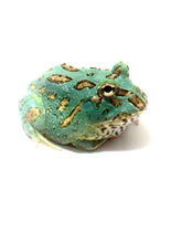 Load image into Gallery viewer, Super Blue (Samurai Blue) Pacman Frog