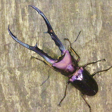 Load image into Gallery viewer, Cyclommatus metallifer finae Larvae
