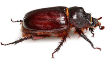 Load image into Gallery viewer, Ox Beetle Imago