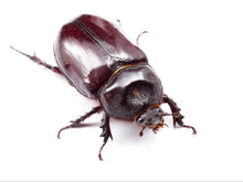 Load image into Gallery viewer, Ox Beetle Imago