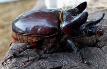 Load image into Gallery viewer, Ox Beetle Imago