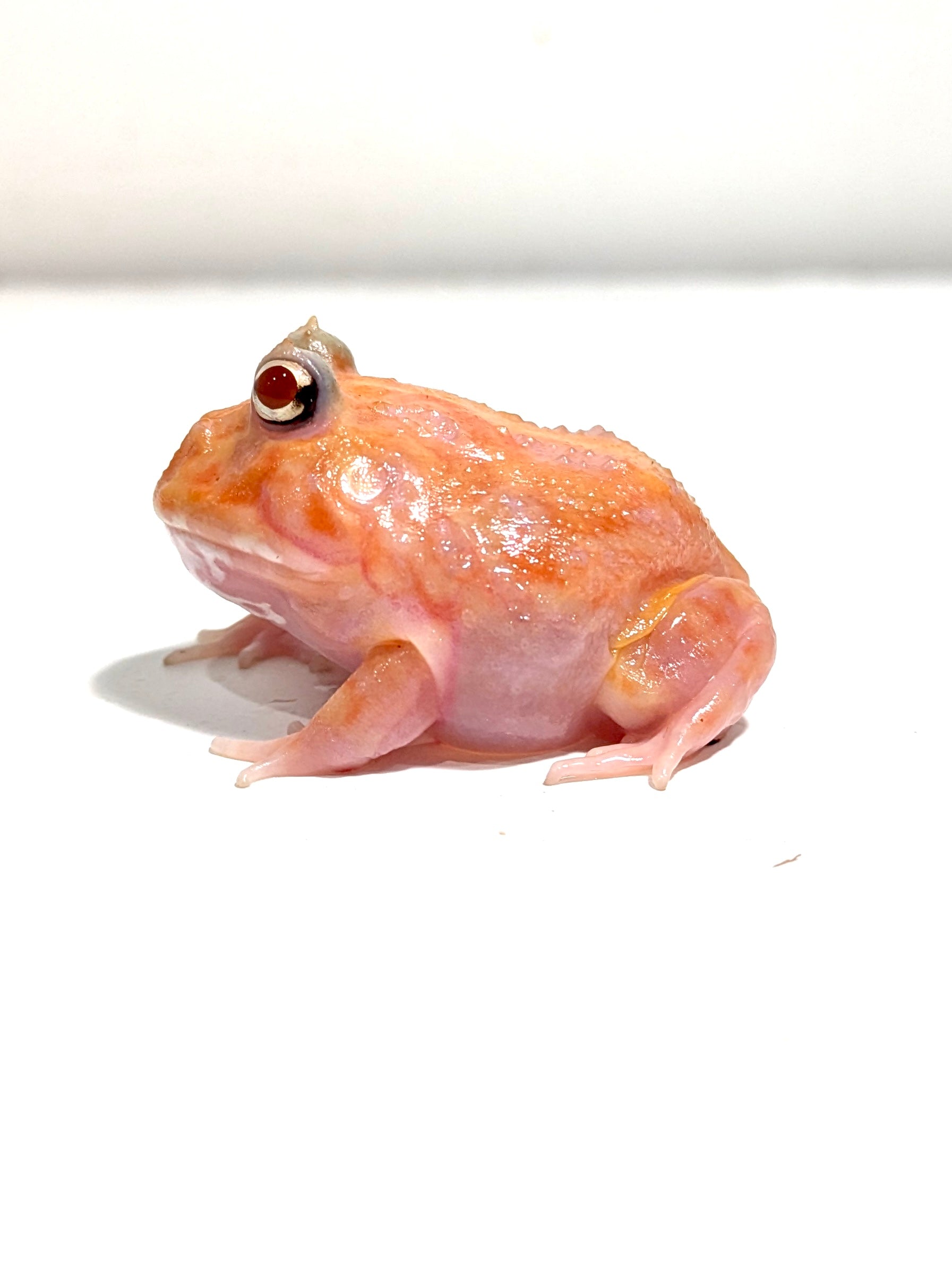 Yellow Pink Chicken Mutant #3 – JamJam Exotic