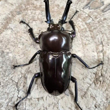 Load image into Gallery viewer, Rainbow Stag Beetle Larvae (Black)