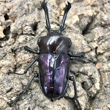 Load image into Gallery viewer, Rainbow Stag Beetle Larvae (Purple)