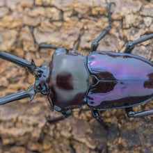 Load image into Gallery viewer, Rainbow Stag Beetle Larvae (Purple)
