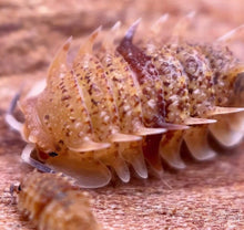 Load image into Gallery viewer, Pseudarmadillo Spinosus "Cuban Spiky"