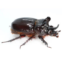 Load image into Gallery viewer, Ox Beetle Imago