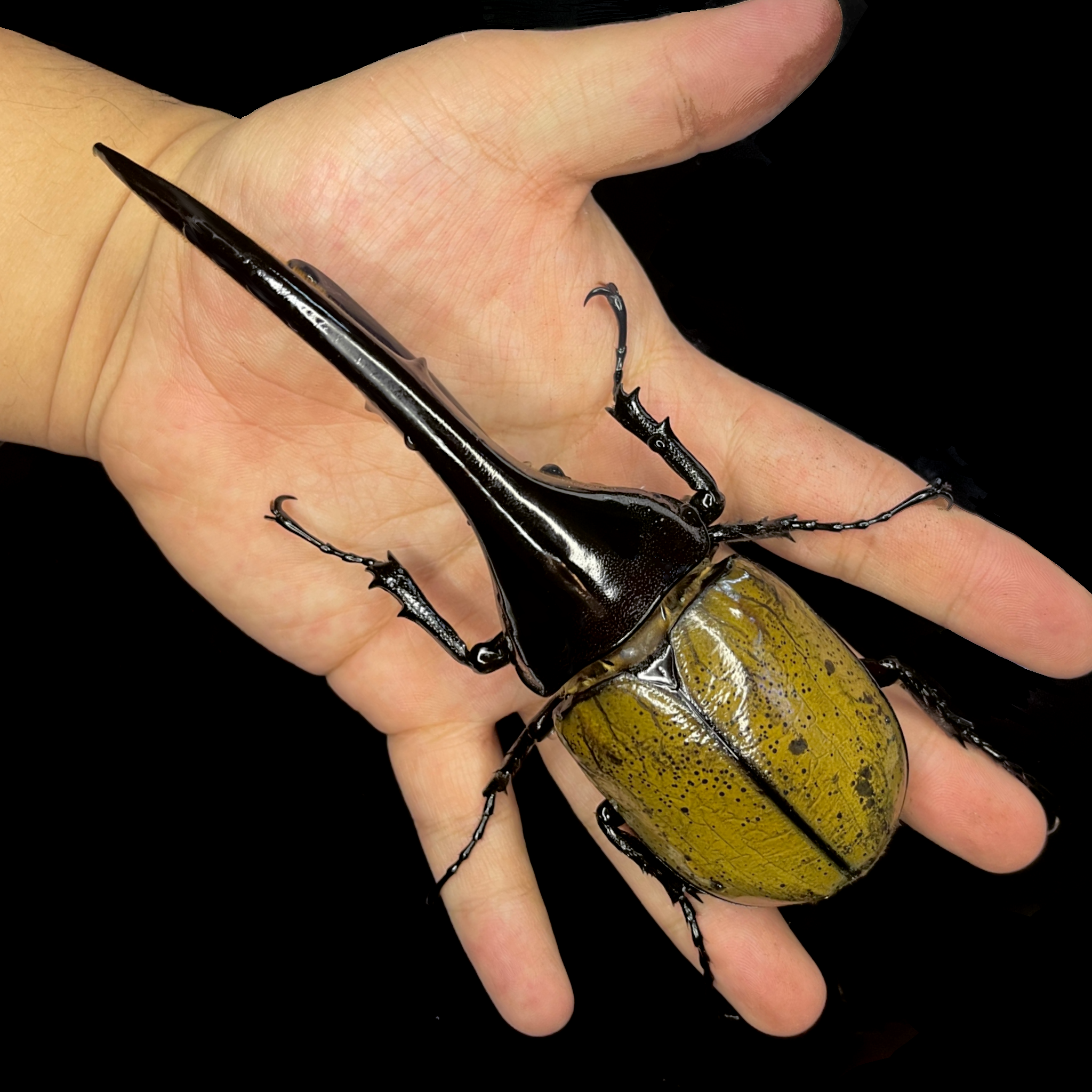 Dynastes hercules hercules – JamJam Exotic