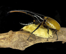 Load image into Gallery viewer, Dynastes hercules hercules