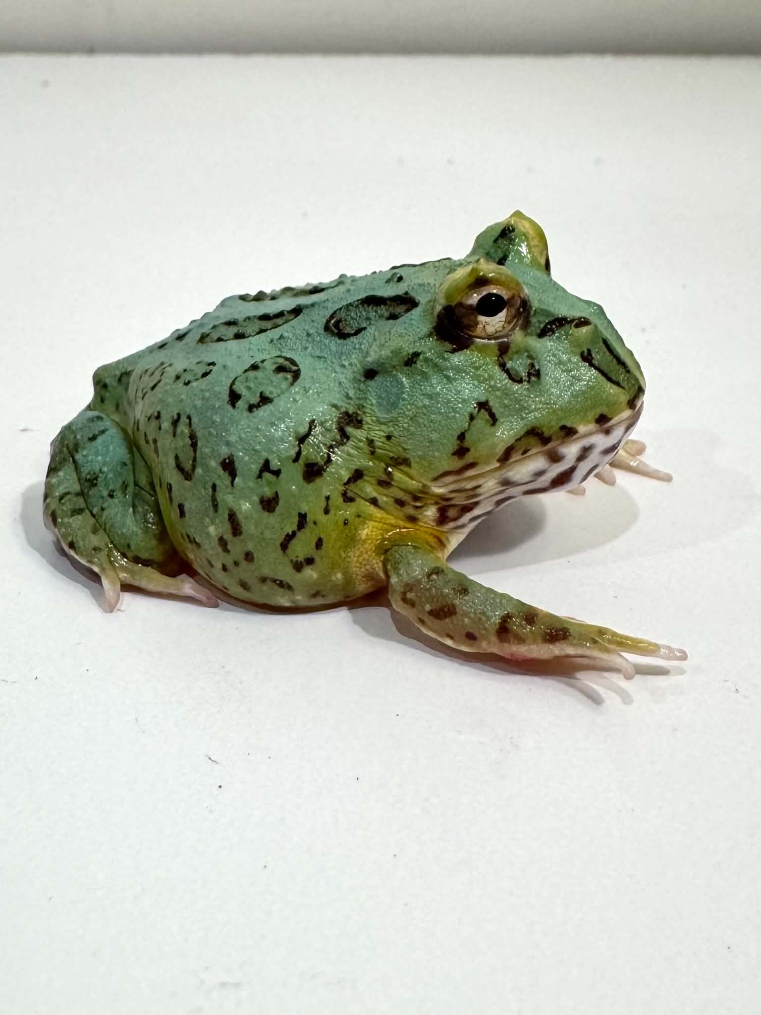 カメ 1 Super Blue (Samurai Blue) Pacman Frog – JamJam Exotic