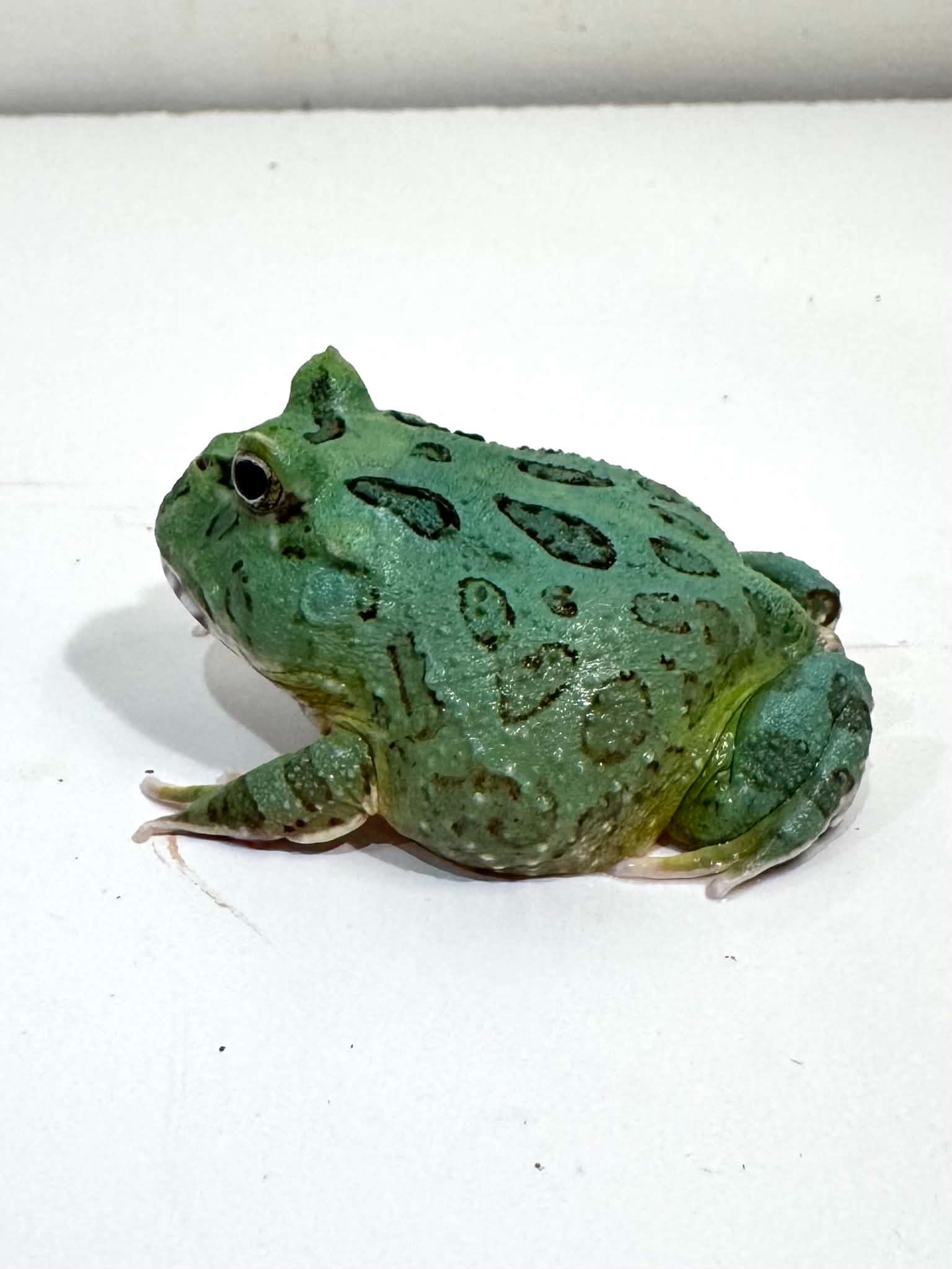 2 Super Blue (Samurai Blue) Pacman Frog – JamJam Exotic