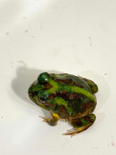 Load image into Gallery viewer, #2 Chaco Horned Frog (Green)