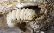 Load image into Gallery viewer, Malladon Long Horned Beetle Larvae