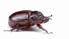 Load image into Gallery viewer, Ox Beetle Imago