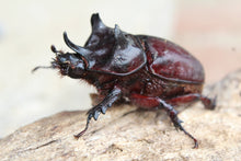 Load image into Gallery viewer, Ox Beetle Imago
