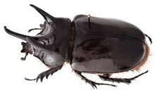 Load image into Gallery viewer, Ox Beetle Imago