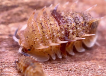 Load image into Gallery viewer, Pseudarmadillo Spinosus "Cuban Spiky"