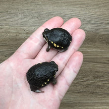 Load image into Gallery viewer, Power’s rain frog