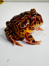 Load image into Gallery viewer, #1 High Red Ornate (Extra Red)