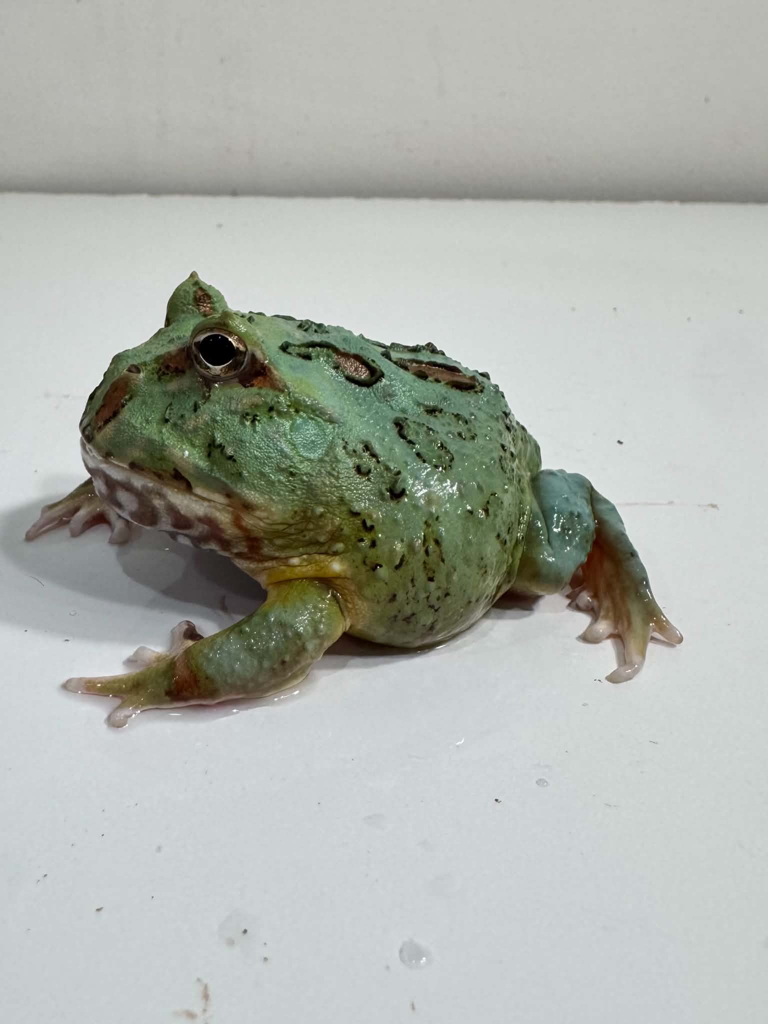 6 Super Blue (Samurai Blue) Pacman Frog – JamJam Exotic