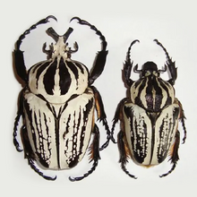 Load image into Gallery viewer, Goliath Beetle Larvae (GOP)