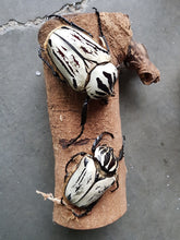 Load image into Gallery viewer, Goliath Beetle Larvae (GOP)