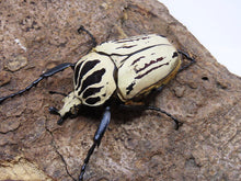 Load image into Gallery viewer, Goliath Beetle Larvae (GOP)