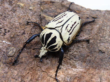 Load image into Gallery viewer, Goliath Beetle Larvae (GOP)