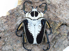Load image into Gallery viewer, Goliath Beetle Larvae (GR)