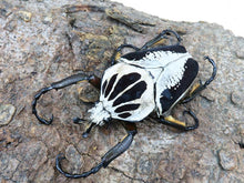 Load image into Gallery viewer, Goliath Beetle Larvae (GR)