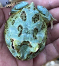 Load image into Gallery viewer, Super Blue (Samurai Blue) Pacman Frog