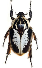 Load image into Gallery viewer, Goliath Beetle Larvae (GR)