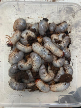 Load image into Gallery viewer, Ox Beetle Larvae