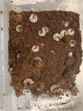 Load image into Gallery viewer, Ox Beetle Larvae