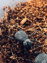 Load image into Gallery viewer, Blue death feigning beetle
