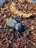Load image into Gallery viewer, Blue death feigning beetle