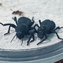 Load image into Gallery viewer, Blue death feigning beetle